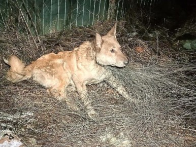 «Он не рычал, не вырывался. Словно понимал, что ему хотят помочь»