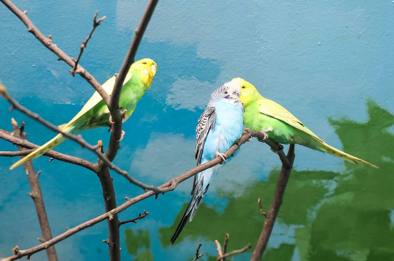 Новых жильцов встречают в зоопарке Екатеринбурга Новых жильцов встречают в зоопарке Екатеринбурга