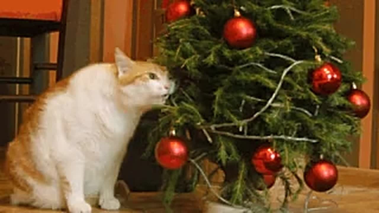 Как купить живую ель и не получить штраф