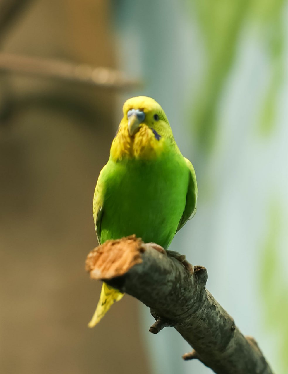 В Екатеринбургском зоопарке пернатое пополнение В Екатеринбургском зоопарке пернатое пополнение