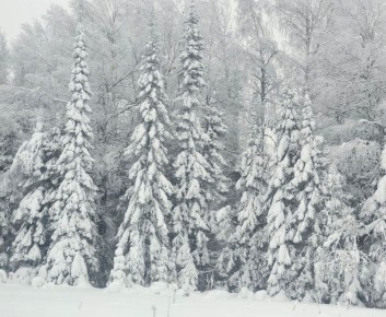 Жители Свердловской области с 16 декабря смогут заготовить новогоднюю ель