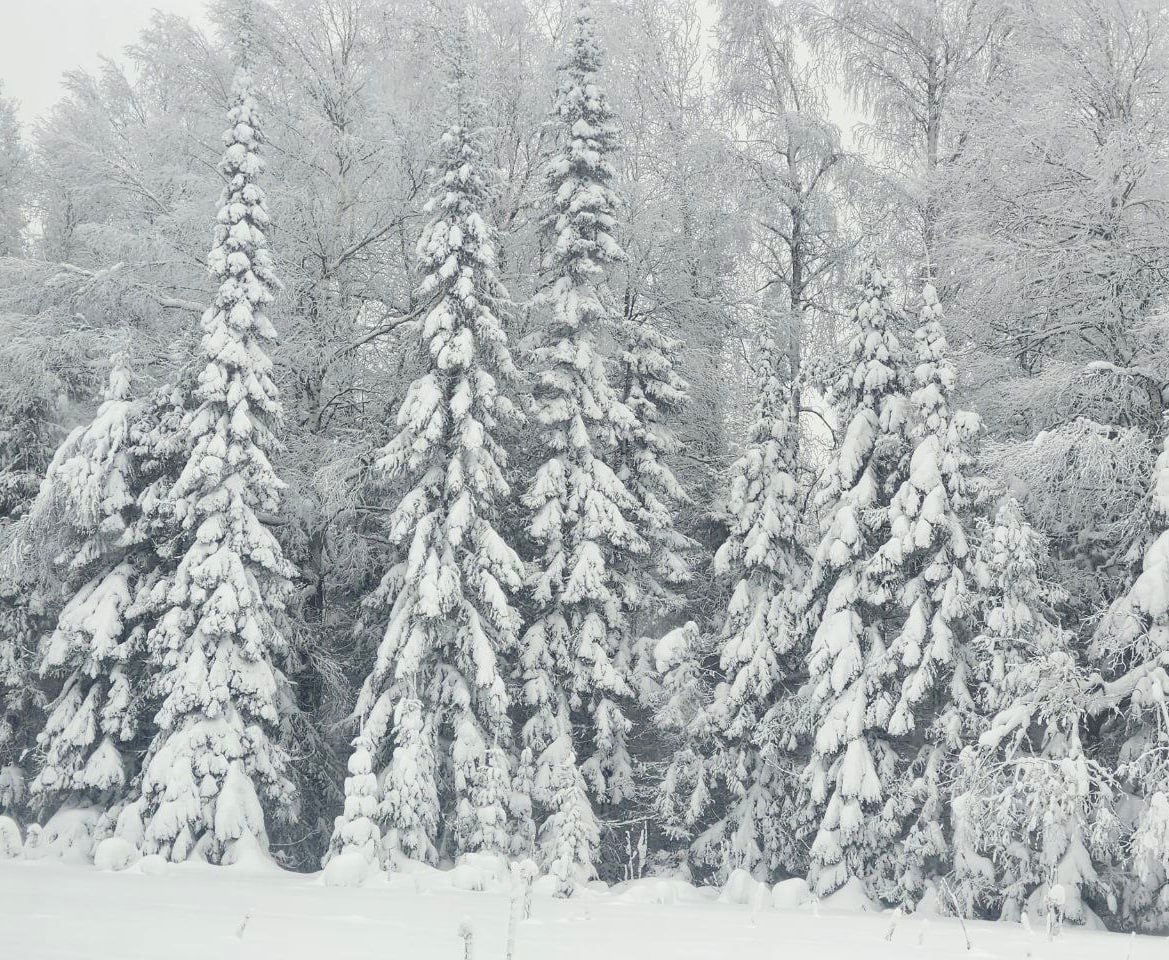 Жители Свердловской области с 16 декабря смогут заготовить новогоднюю ель