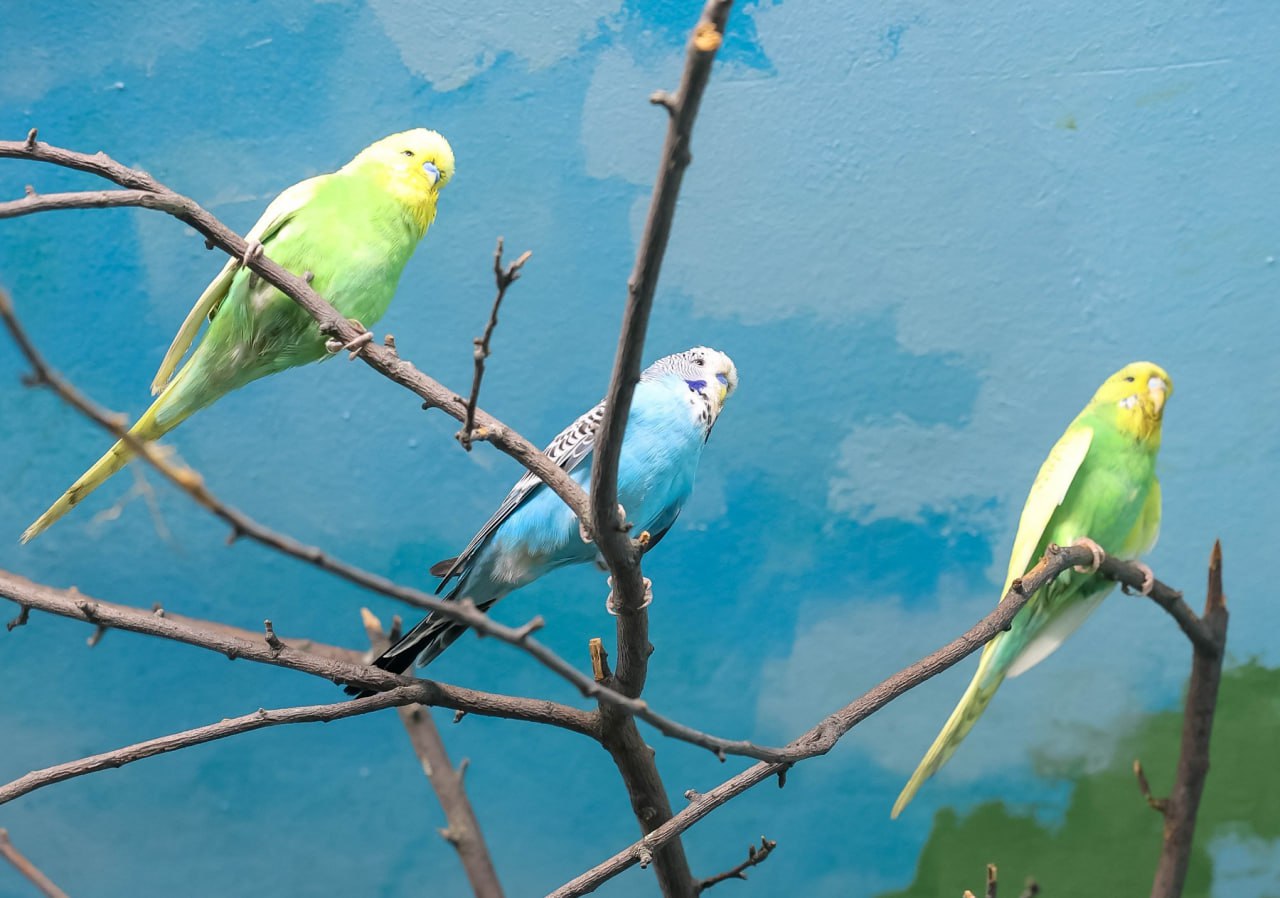 В Екатеринбургском зоопарке пернатое пополнение