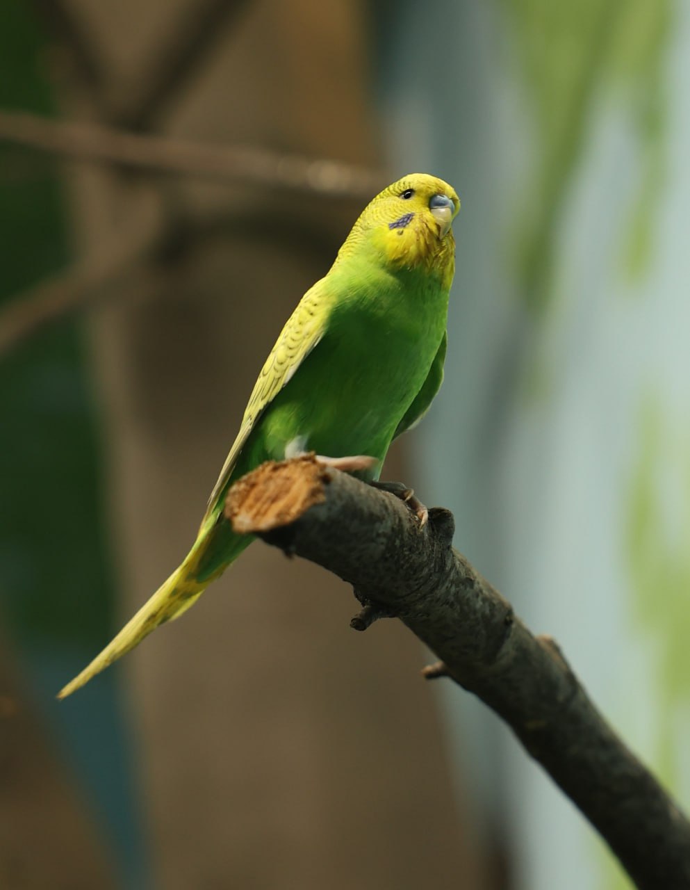 В Екатеринбургском зоопарке пернатое пополнение В Екатеринбургском зоопарке пернатое пополнение