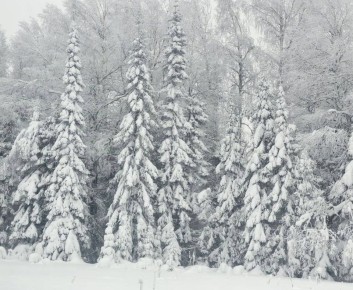 Уже можно ставить елку. Но для начала срубите ее правильно
