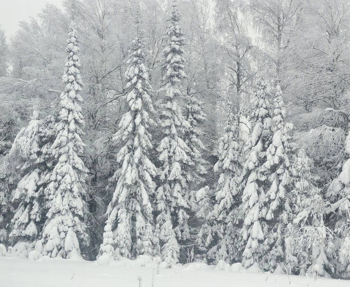 Уже можно ставить елку. Но для начала срубите ее правильно