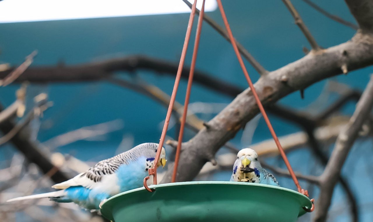 В Екатеринбургском зоопарке пернатое пополнение В Екатеринбургском зоопарке пернатое пополнение