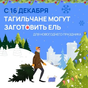 Где и когда самостоятельно заготовить новогоднюю ель?