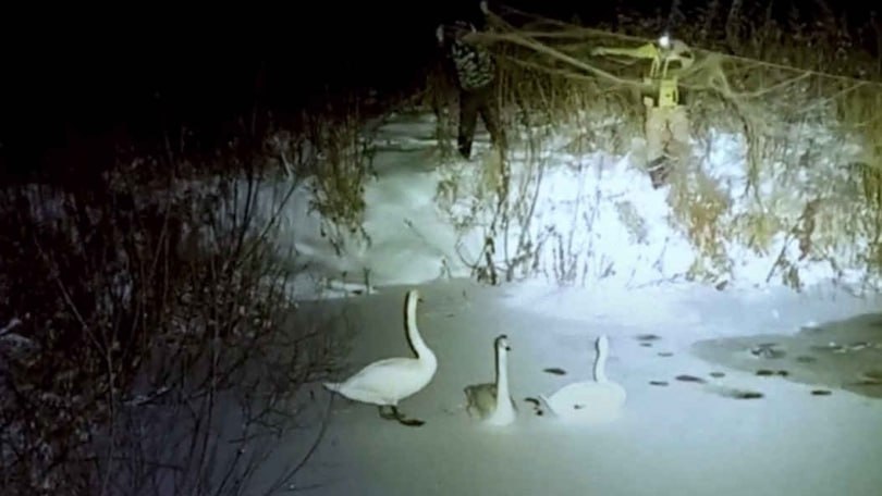 Семью лебедей спасли от мороза в Тугулымском районе