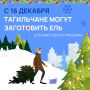 Где и когда самостоятельно заготовить новогоднюю ель?