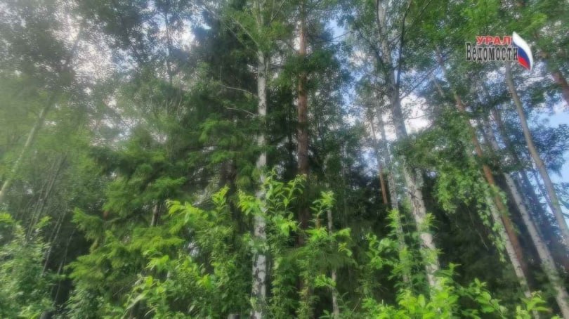 В Сысерти главу лесничества будут судить за получение взятки от арендатора