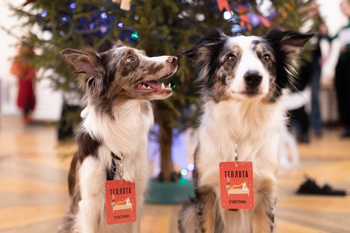 В Екатеринбурге пройдет новогодний фестиваль в поддержку городских приютов для бездомных животных В Екатеринбурге пройдет новогодний фестиваль в поддержку городских приютов для бездомных животных