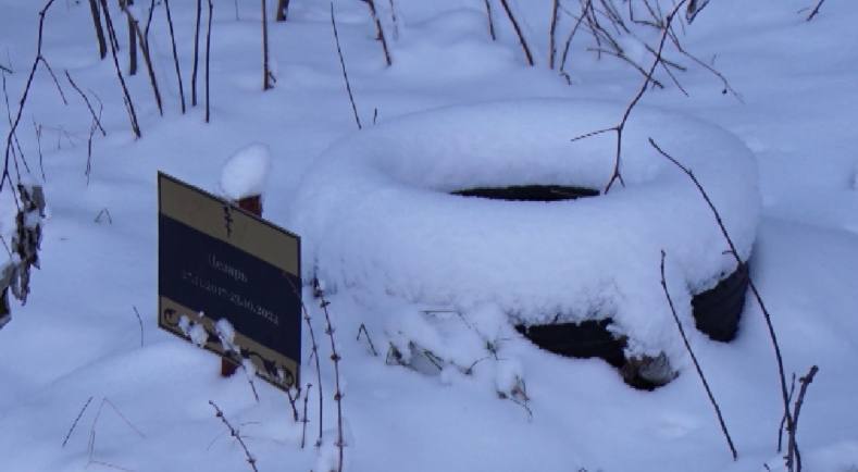 Сотрудники одного из парков Нижнего Тагила бьют тревогу: на его территории они обнаружили несанкционированную могилу чужого питомца