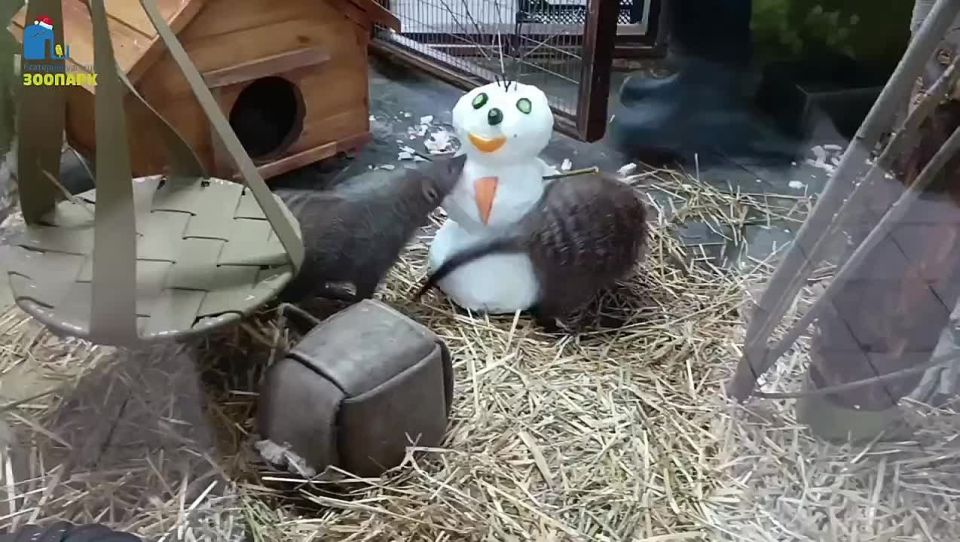 В Екатеринбургском зоопарке для мангустов и тайр слепили снеговиков