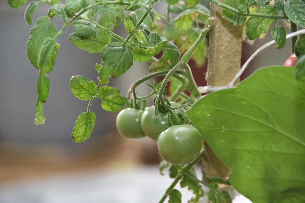 Думаете, зимой садовые хлопоты замирают? Ничего подобного! Самое время переключиться с лопаты на лекции, а с грядок — на стратегию защиты Думаете, зимой садовые хлопоты замирают? Ничего подобного! Самое время переключиться с лопаты на лекции, а с грядок — на стратегию защиты