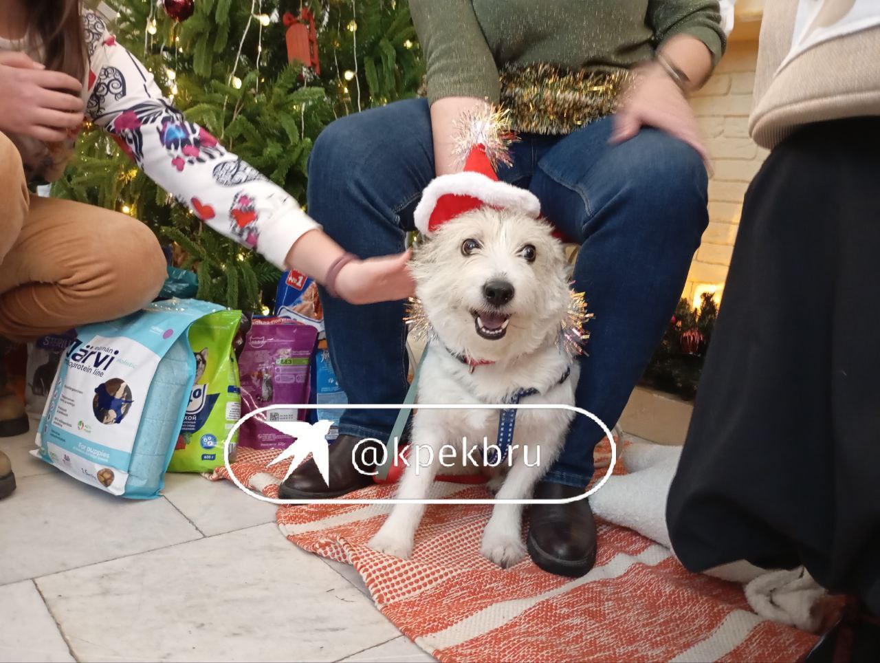 В Екатеринбурге проходит благотворительный новогодний праздник в поддержку животных «Теплота» В Екатеринбурге проходит благотворительный новогодний праздник в поддержку животных «Теплота»