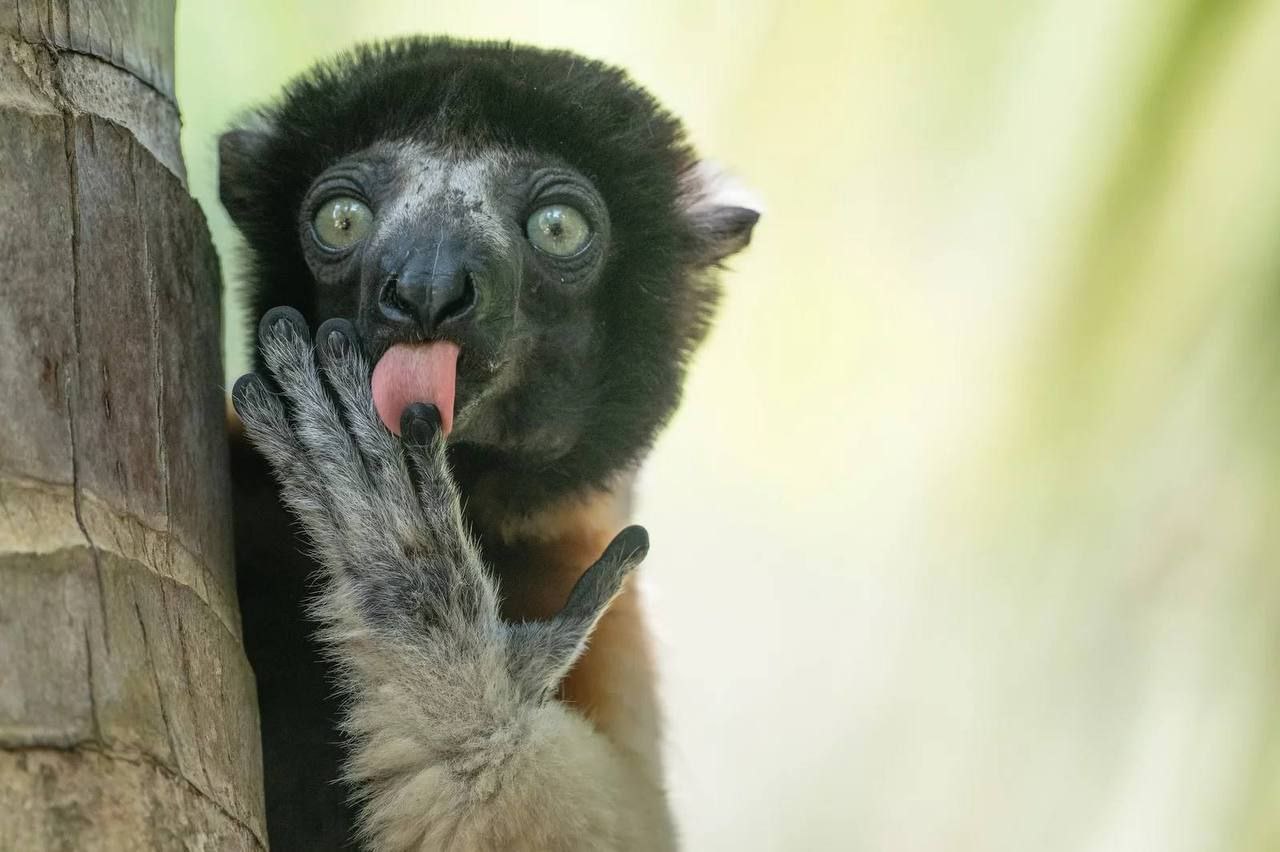 Самые смешные фото животных в дикой природе за 2025 год Самые смешные фото животных в дикой природе за 2025 год