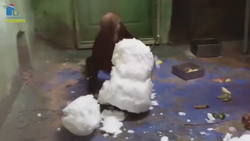 Новогоднее настроение создают сотрудники екатеринбургского зоопарка для своих обитателей