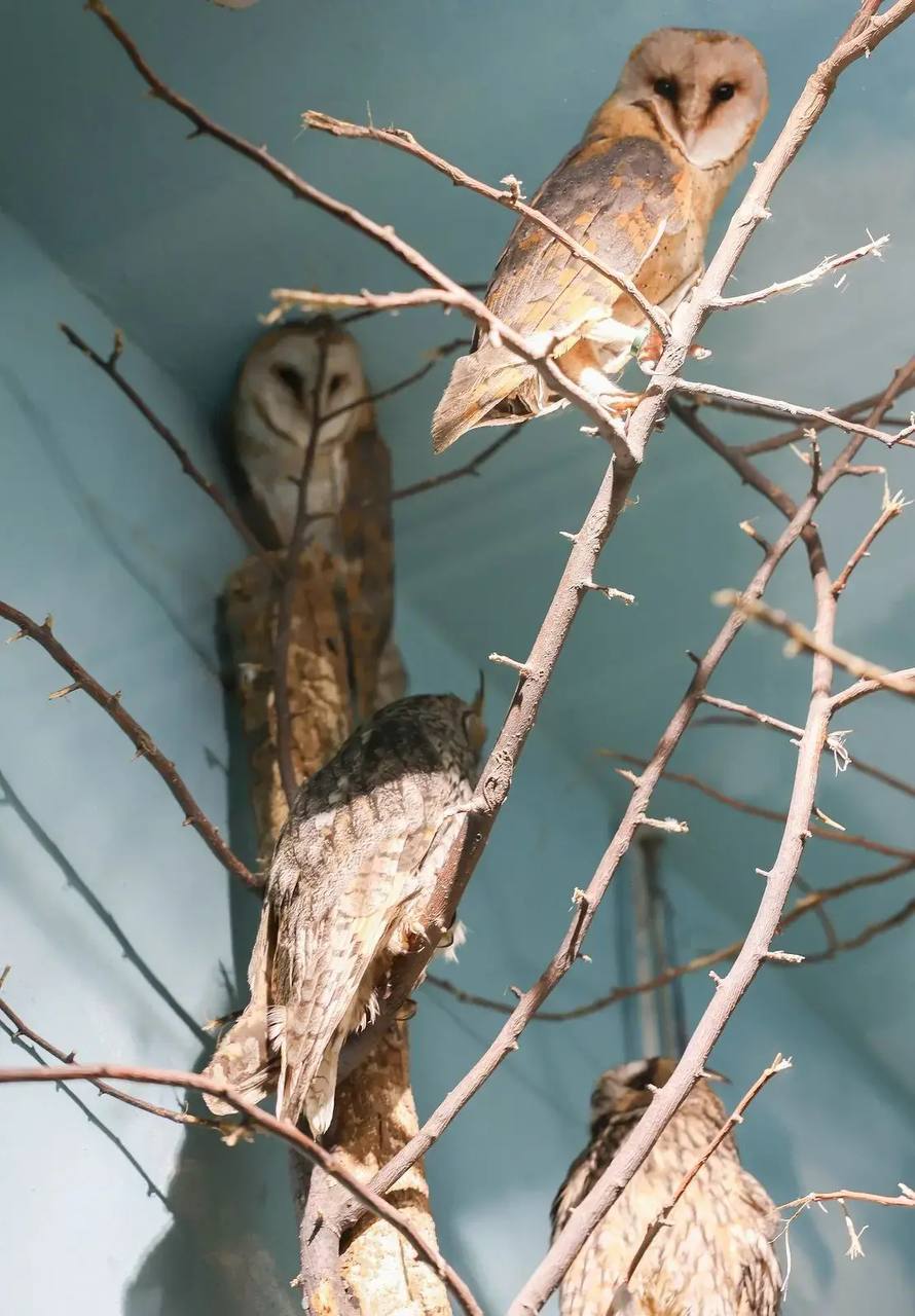 Сипухи Айгуль и Динара прибыли в Екатеринбургский зоопарк из Алматинского