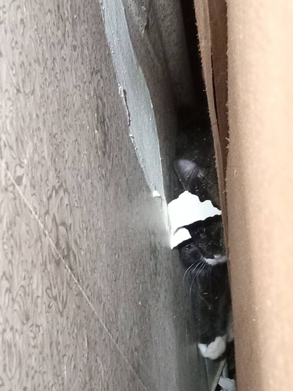 Необычное спасение: зооволонтеры вытащили кошку, застрявшую между шкафом и стеной Необычное спасение: зооволонтеры вытащили кошку, застрявшую между шкафом и стеной