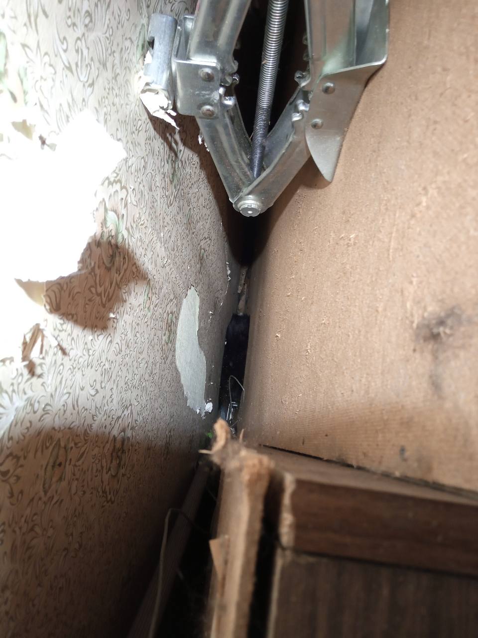 Необычное спасение: зооволонтеры вытащили кошку, застрявшую между шкафом и стеной Необычное спасение: зооволонтеры вытащили кошку, застрявшую между шкафом и стеной