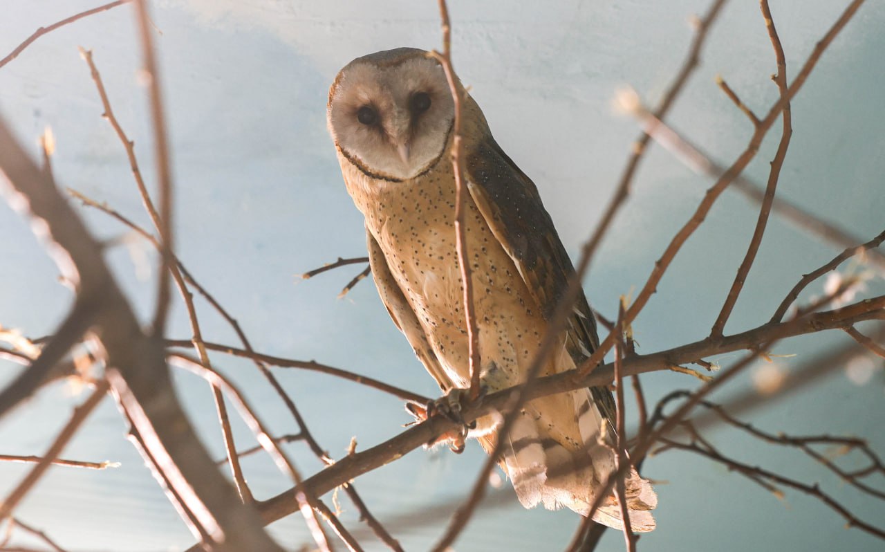 В Екатеринбургский зоопарк доставили двух сипух