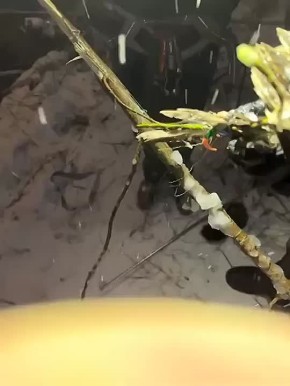 Утку, застрявшую в снастях и покрывшуюся льдом, спасли зооактивисты из Екатеринбурга