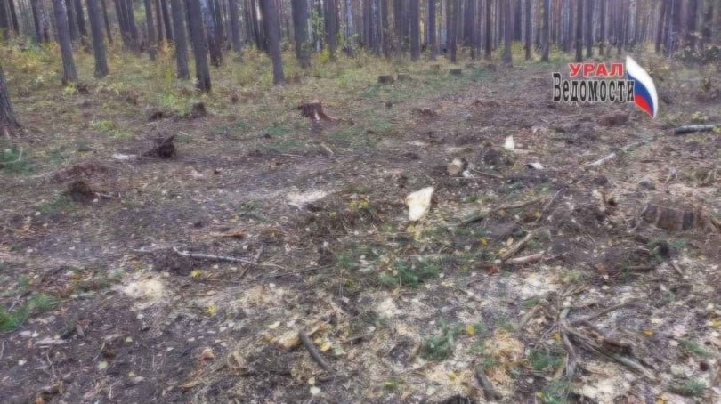 Суд в Алапаевске: лесничего обвиняют в получении крупных взяток