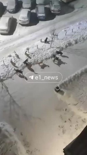 123 На стаю бродячих собак жалуются жители ЖК на Новом ВИЗе