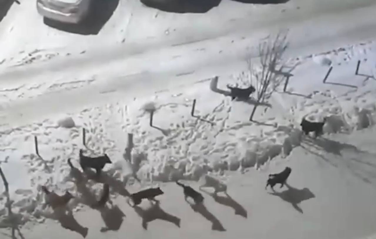 В Екатеринбурге прокуратура проводит проверку по публикации СМИ о бездействии специализированной организации по отлову стаи агрессивных безнадзорных собак