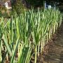 Тайны успешного выращивания лука-порея