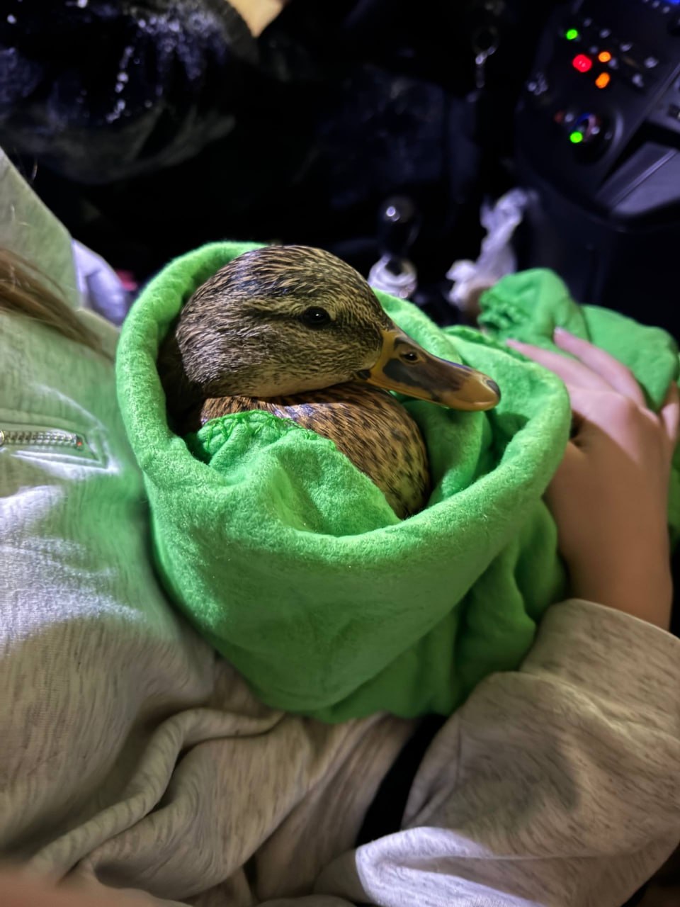 Утку, застрявшую в снастях и покрывшуюся льдом, спасли зооактивисты из Екатеринбурга Утку, застрявшую в снастях и покрывшуюся льдом, спасли зооактивисты из Екатеринбурга