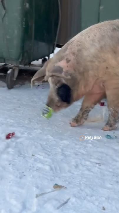 Ревдинских свинок не будут отлавливать в каникулы