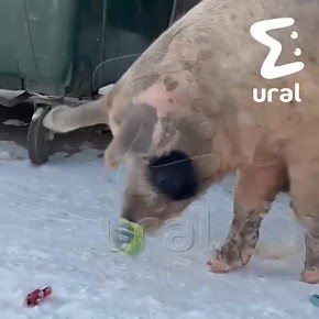 � ����� ����� ���� ������� ������ �� �����: �� ����� ����������� �����������, � ����� �������� �� ���� �����