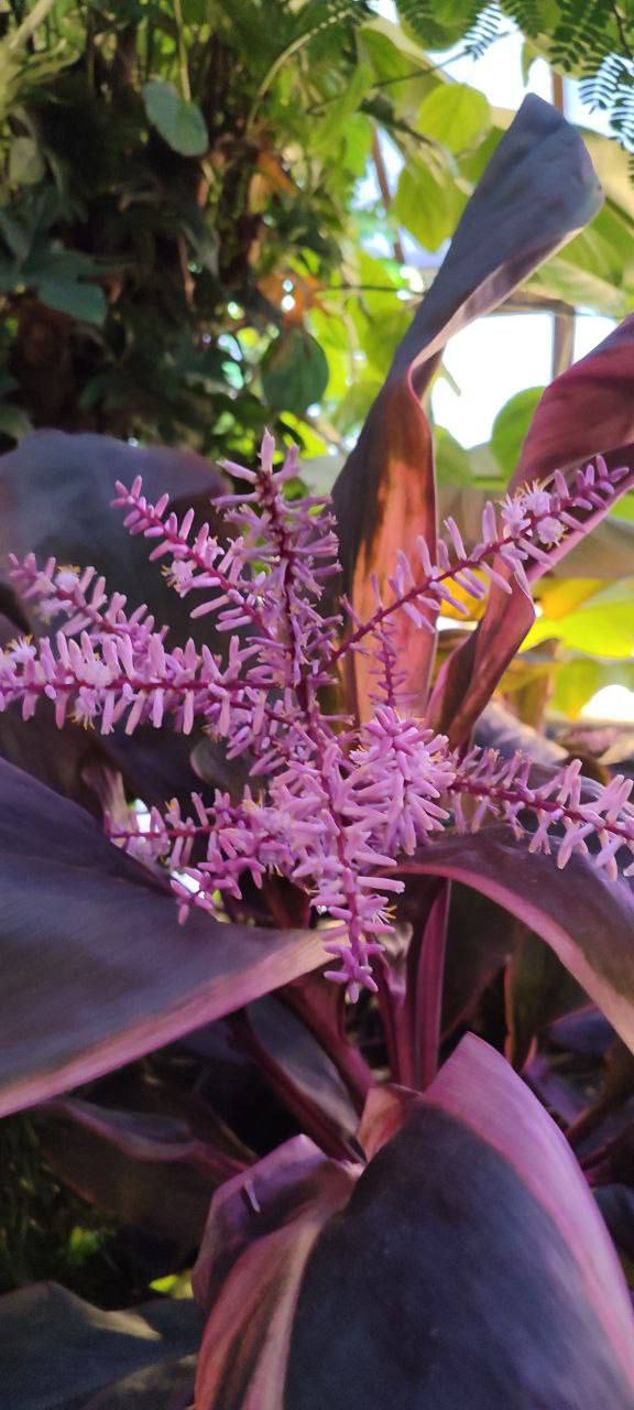 В дендропарке Екатеринбурга зацвело растение, претворяющееся пальмой В дендропарке Екатеринбурга зацвело растение, претворяющееся пальмой