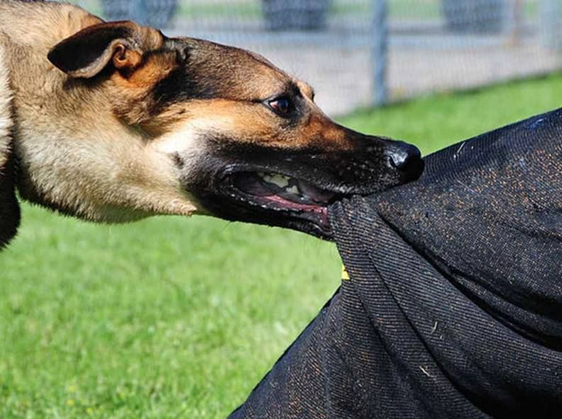 Прокуратура в судебном порядке взыскала с администрации Талицкого муниципального округа компенсацию морального вреда в пользу 7-летнего ребенка, травмированного в результате нападения безнадзорной собаки