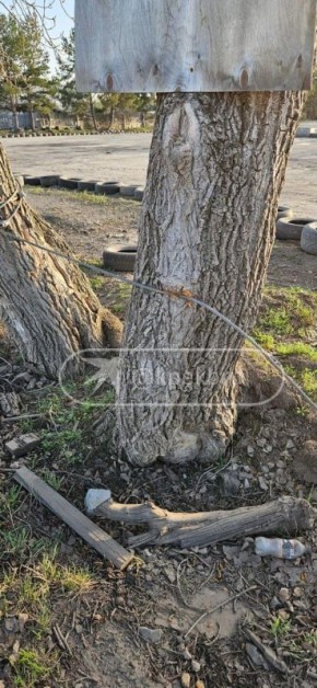 ��������� ���������� �����-��������, �� ������� ����� ���������, �� ���������� ����