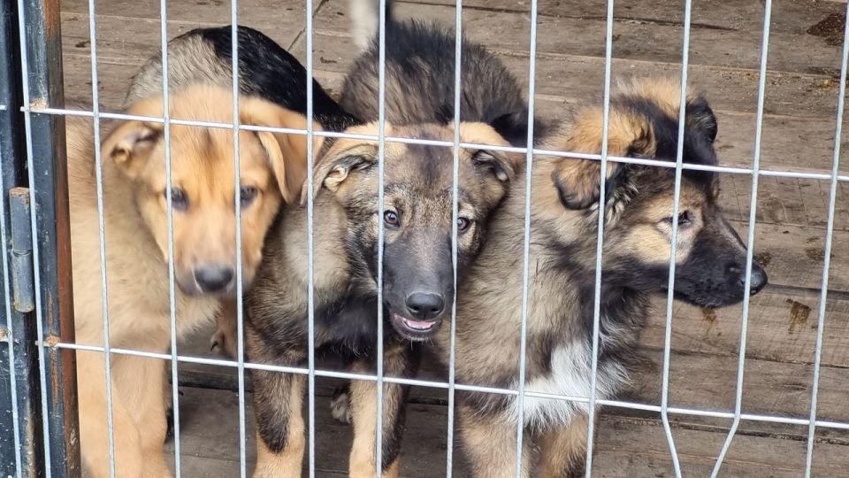 �������� ���� �������� ����������������� ���������� � ������ ��������