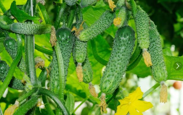 ������� ��������� ������ �������: ��� ��������� ��������� ������ ���������