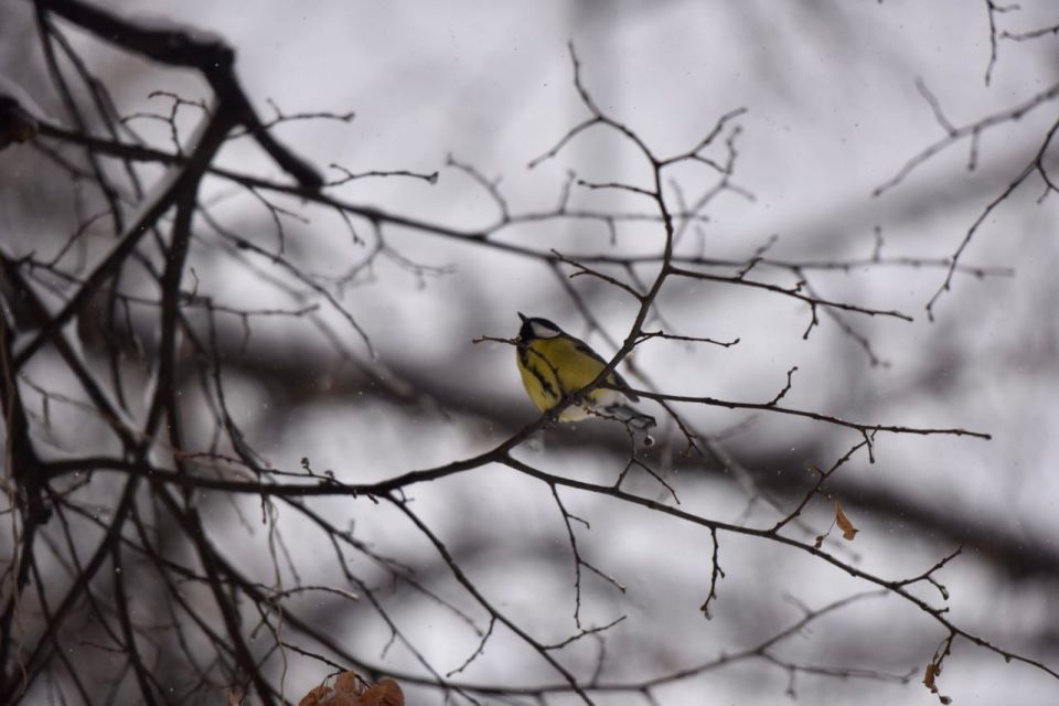 ��������� ����������� � ���� ��������� �� ���������� ������������ ������� 28�30 �������