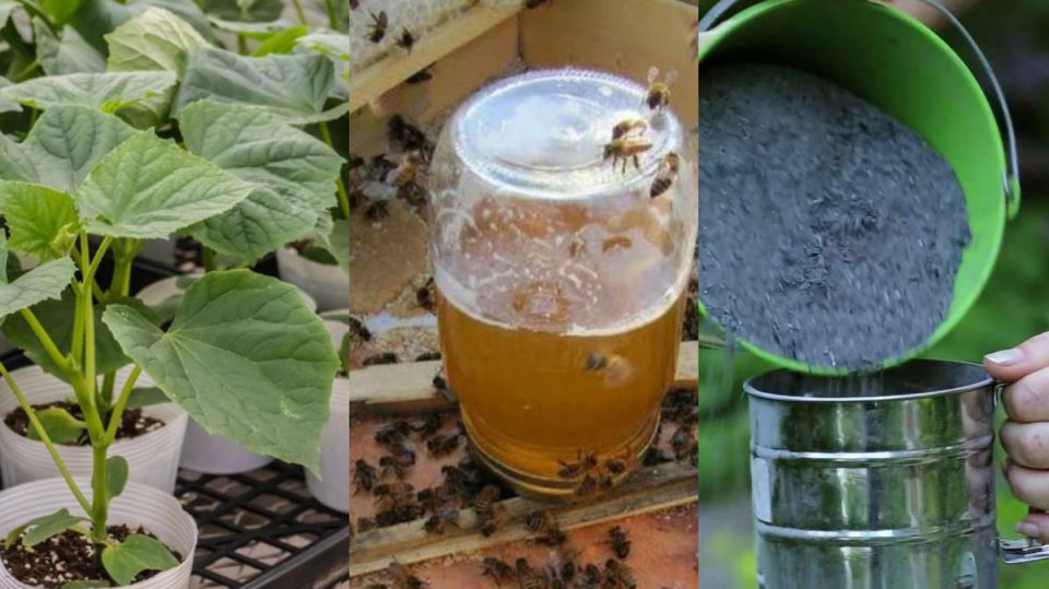 ��� �������� ������� ������� ������� ����� �� 10 ����: 5 ����������� ���������, ������� ��������