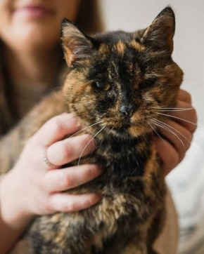 Самой старой кошке в мире исполнилось 30 лет