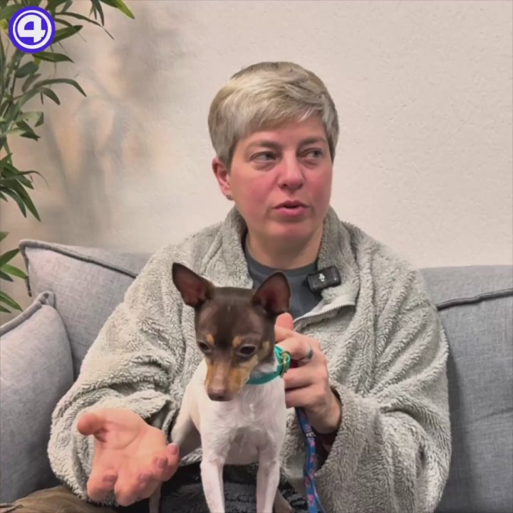 Салют — стресс для собак: как помочь питомцу пережить новогоднюю ночь спокойно?