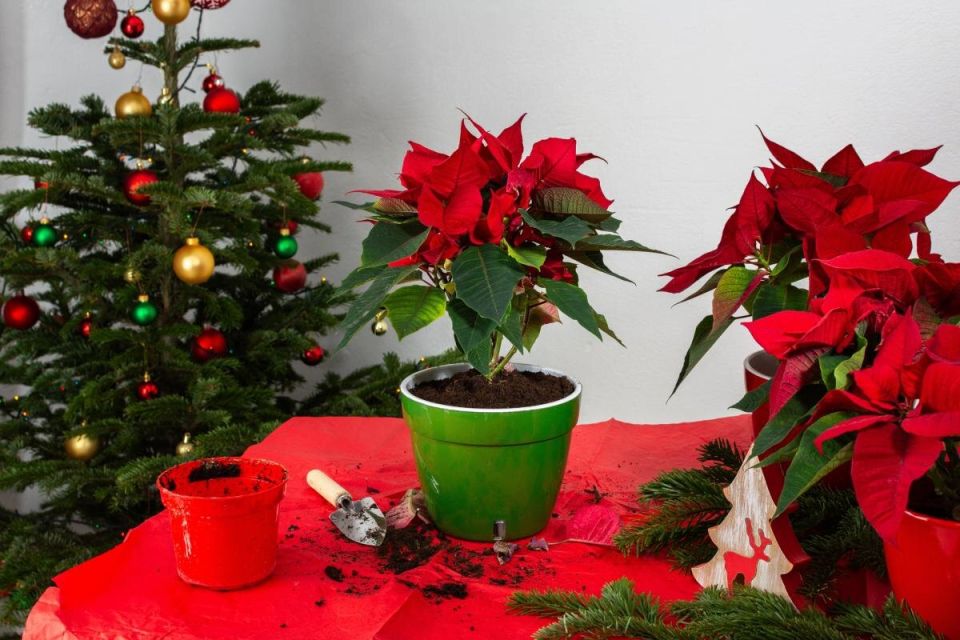 ������� ����� �� �����������: ��� �������� ����� ���������� �������������� ���������