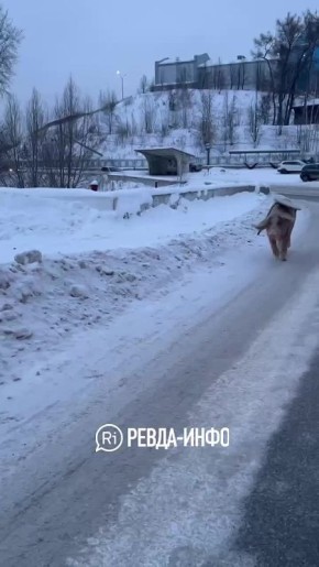 В Ревде заметили гостеприимную свинью