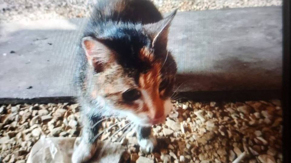 ����� � ���������� ������ ��������� �� ������� � �������������