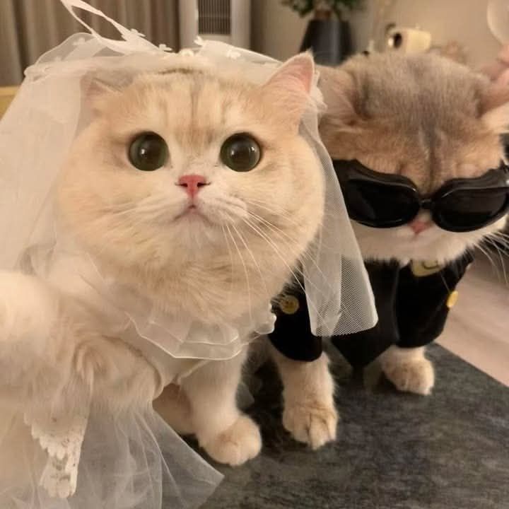 ����� �������������� ���� ��� �������������� � ����������� � 2026 ����