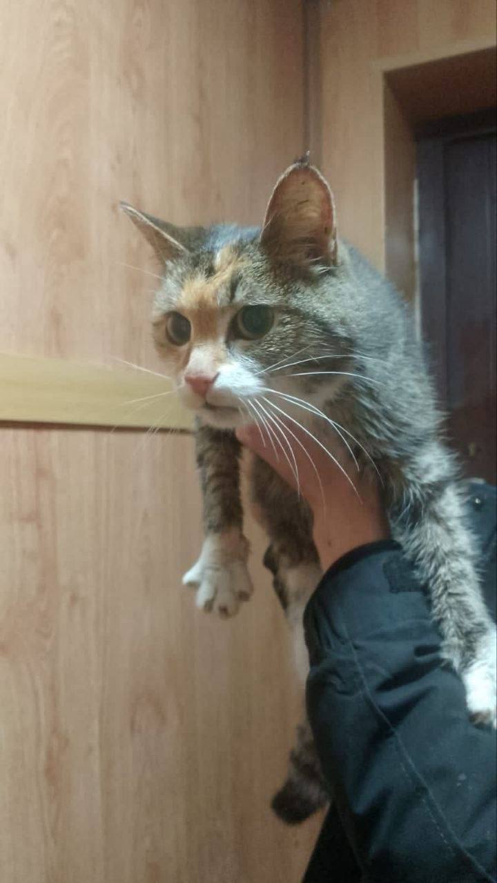 Кошку в завязанном пакете выбросили на помойку в Екатеринбурге Кошку в завязанном пакете выбросили на помойку в Екатеринбурге