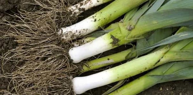 ��� ��������� ���-�����: ������� ��� ��������� ������