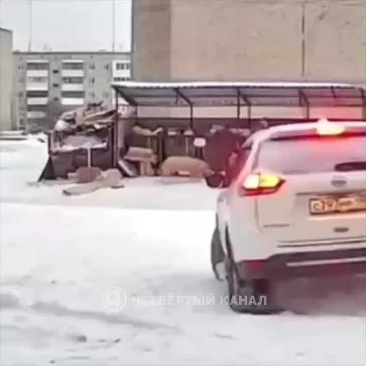 Жители Ревды издеваются над разгуливающими по городу свиньями